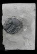Folded Eldredgeops Trilobite - New York #35140-1